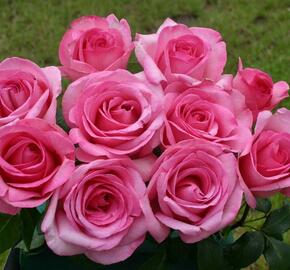 Růže velkokvětá 'Sweet Parole' - Rosa VK 'Sweet Parole'