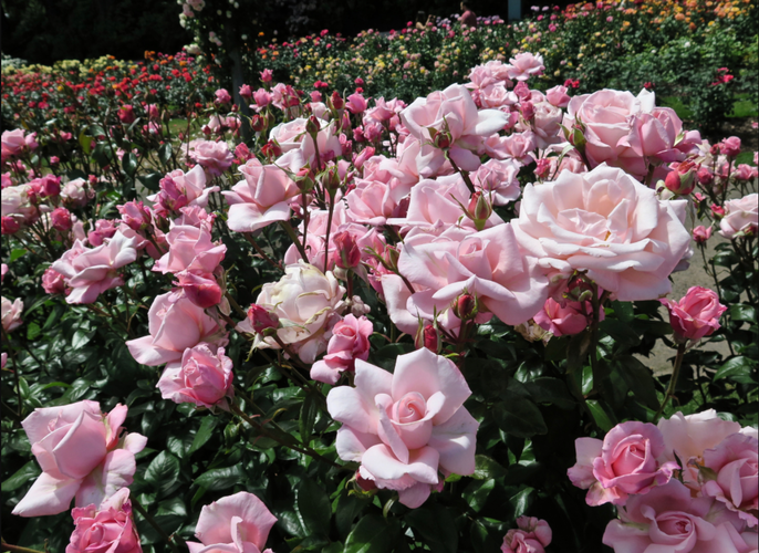 Růže velkokvětá 'New Zealand' - Rosa VK 'New Zealand'