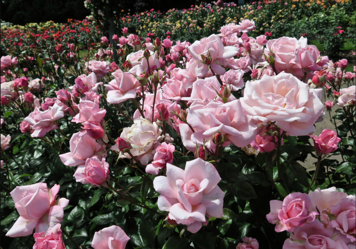 Růže velkokvětá 'New Zealand' - Rosa VK 'New Zealand'