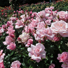 Růže velkokvětá 'New Zealand' - Rosa VK 'New Zealand'