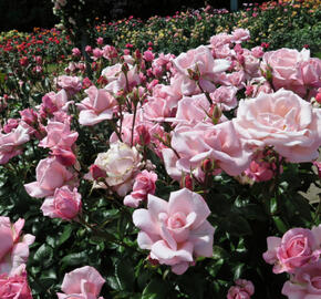 Růže velkokvětá 'New Zealand'