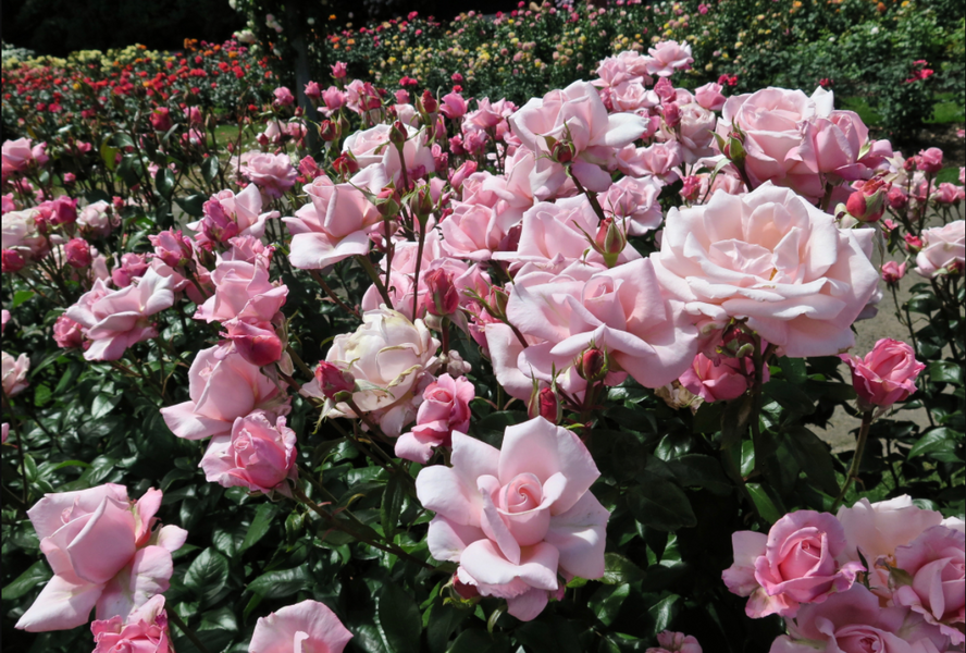 Růže velkokvětá 'New Zealand' - Rosa VK 'New Zealand'