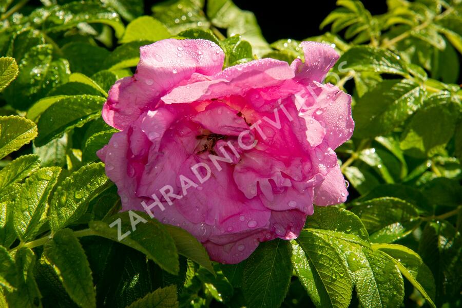 Růže svraskalá 'Rosa Zwerg' - Rosa rugosa 'Rosa Zwerg'