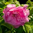 Růže svraskalá 'Rosa Zwerg' - Rosa rugosa 'Rosa Zwerg'
