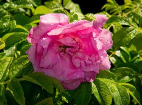 Růže svraskalá 'Rosa Zwerg' - Rosa rugosa 'Rosa Zwerg'