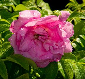 Růže svraskalá 'Rosa Zwerg' - Rosa rugosa 'Rosa Zwerg'
