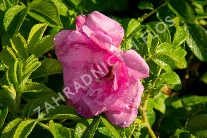 Růže svraskalá 'Rosa Zwerg' - Rosa rugosa 'Rosa Zwerg'