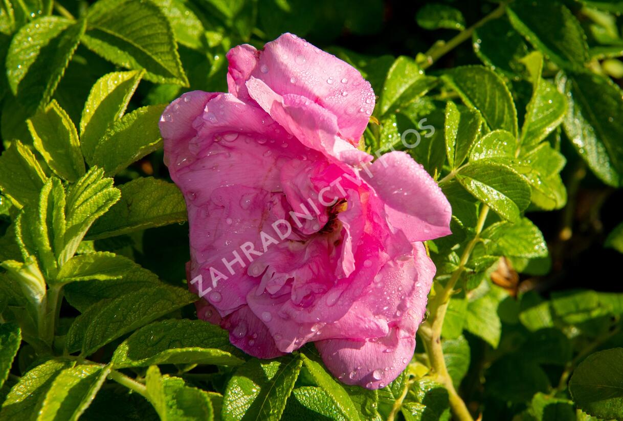 Růže svraskalá 'Rosa Zwerg' - Rosa rugosa 'Rosa Zwerg'