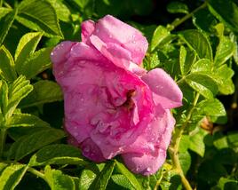 Růže svraskalá 'Rosa Zwerg'