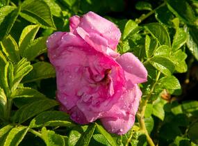 Růže svraskalá 'Rosa Zwerg' - Rosa rugosa 'Rosa Zwerg'