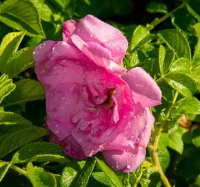 Růže svraskalá 'Rosa Zwerg' - Rosa rugosa 'Rosa Zwerg'