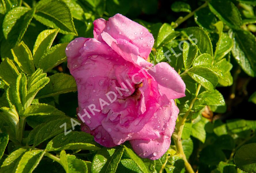 Růže svraskalá 'Rosa Zwerg' - Rosa rugosa 'Rosa Zwerg'