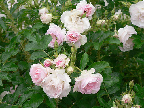 Růže svraskalá 'Polareis' - Rosa rugosa 'Polareis'