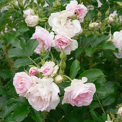 Růže svraskalá 'Polareis' - Rosa rugosa 'Polareis'