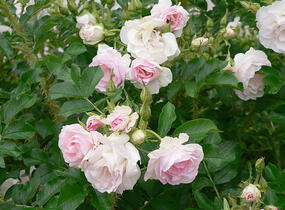 Růže svraskalá 'Polareis' - Rosa rugosa 'Polareis'