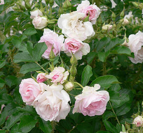 Růže svraskalá 'Polareis' - Rosa rugosa 'Polareis'