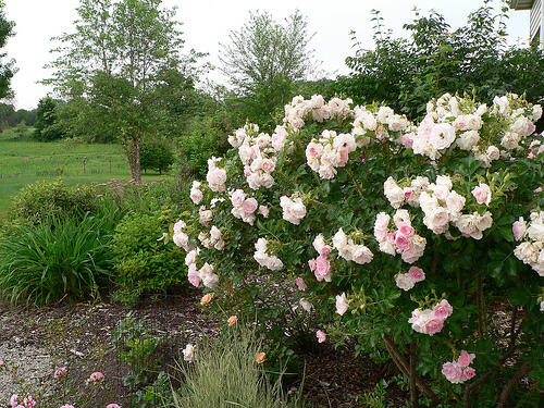 Růže svraskalá 'Polareis' - Rosa rugosa 'Polareis'