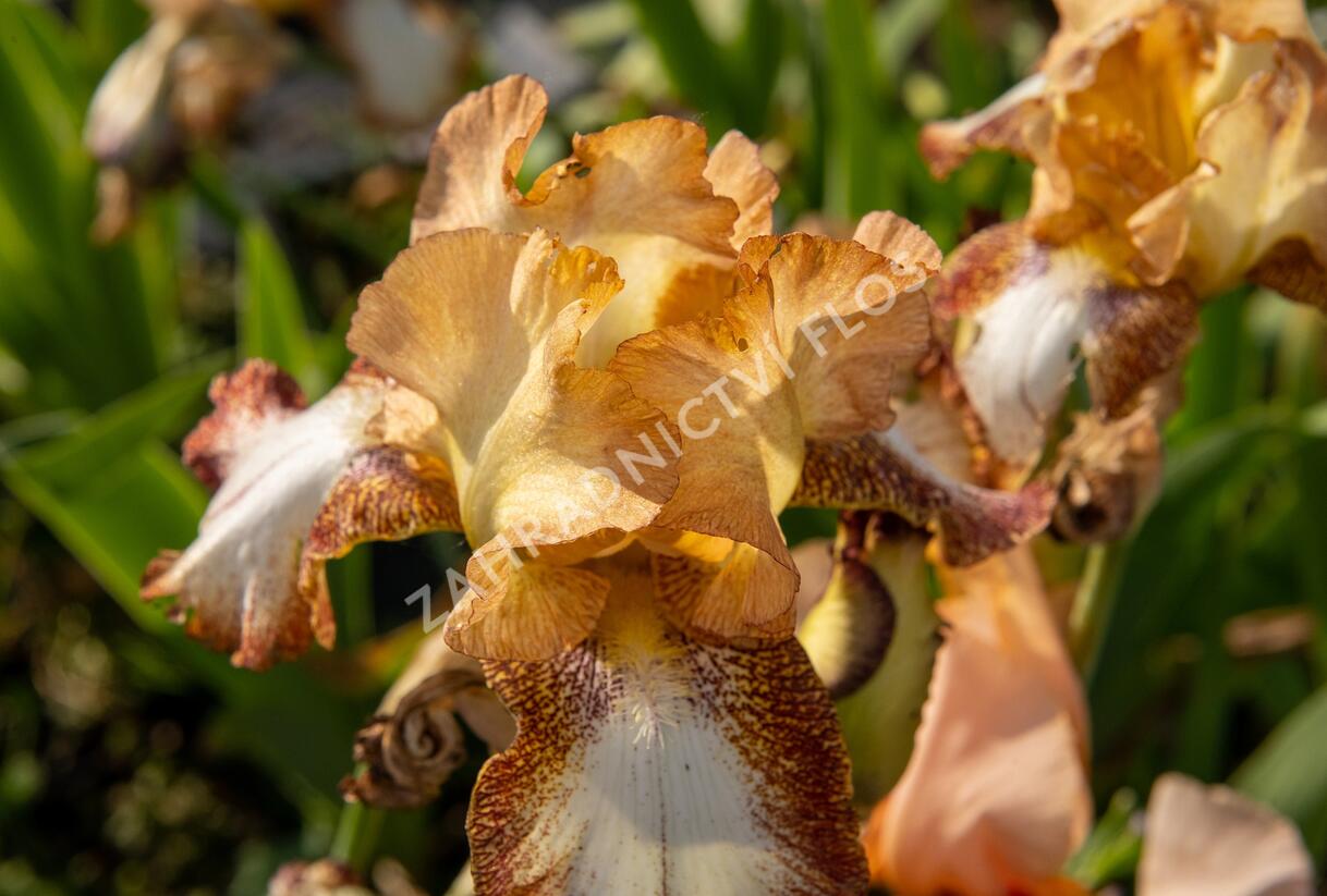 Kosatec německý 'Pinup Girl' - Iris barbata-elatior 'Pinup Girl'