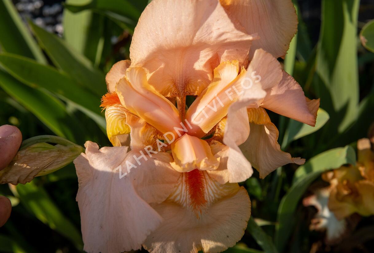 Kosatec německý 'Pinup Girl' - Iris barbata-elatior 'Pinup Girl'
