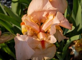 Kosatec německý 'Pinup Girl' - Iris barbata-elatior 'Pinup Girl'