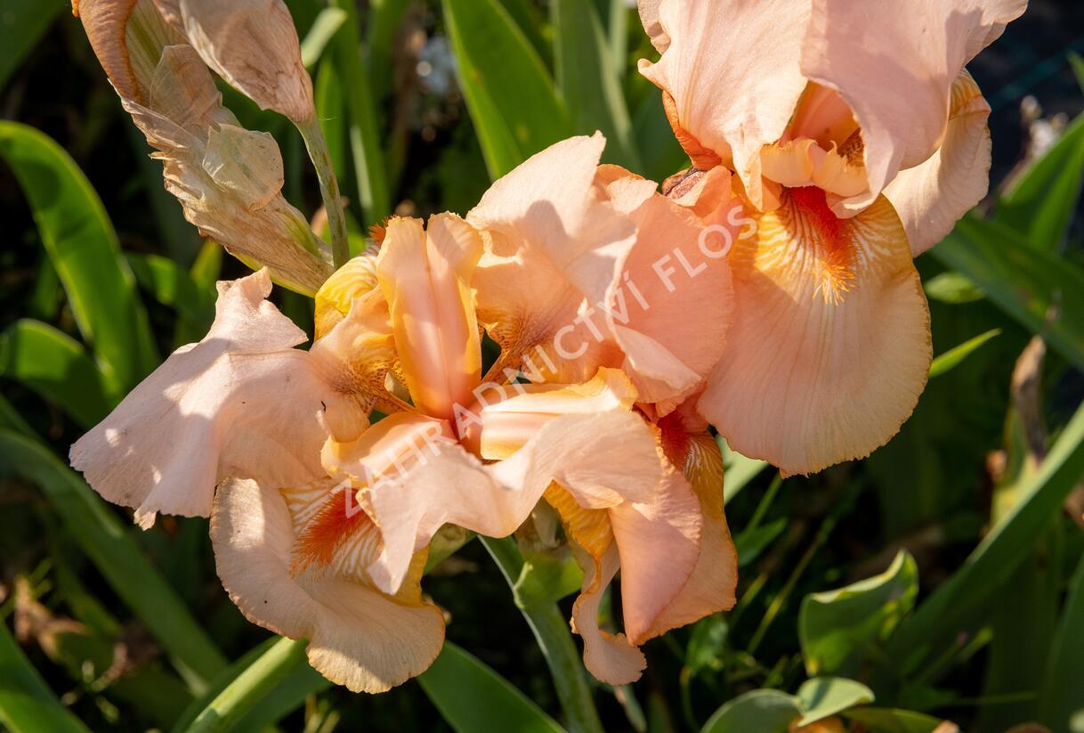 Kosatec německý 'Pinup Girl' - Iris barbata-elatior 'Pinup Girl'