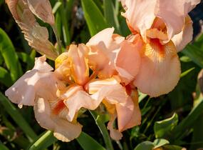 Kosatec německý 'Pinup Girl' - Iris barbata-elatior 'Pinup Girl'