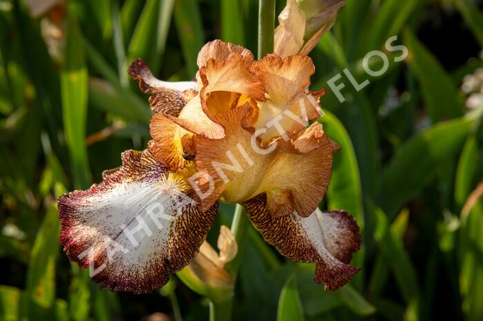Kosatec německý 'Pinup Girl' - Iris barbata-elatior 'Pinup Girl'