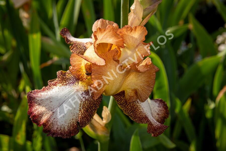 Kosatec německý 'Pinup Girl' - Iris barbata-elatior 'Pinup Girl'
