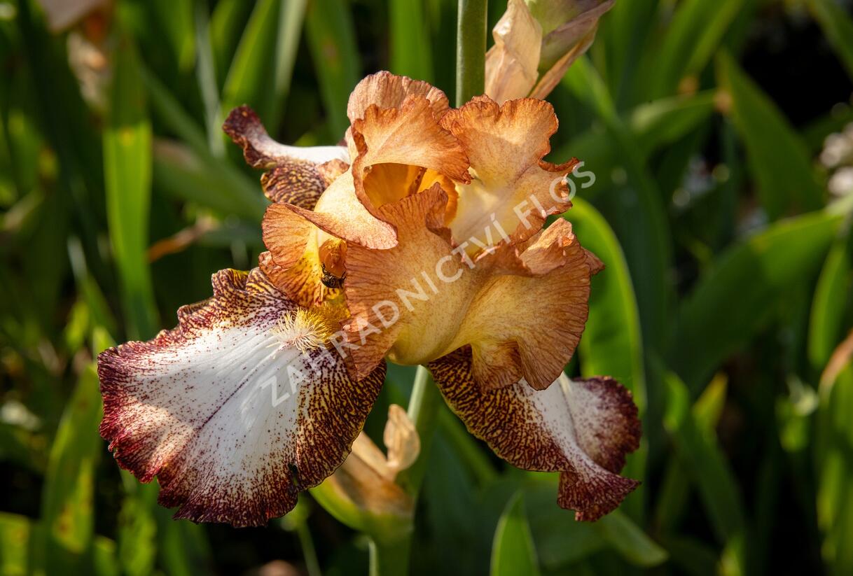 Kosatec německý 'Pinup Girl' - Iris barbata-elatior 'Pinup Girl'