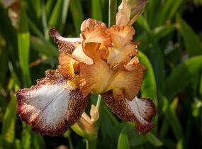 Kosatec německý 'Pinup Girl' - Iris barbata-elatior 'Pinup Girl'