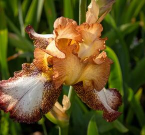 Kosatec německý 'Pinup Girl' - Iris barbata-elatior 'Pinup Girl'