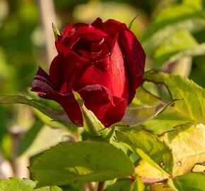 Růže parková 'Merveille des Rouges' - Rosa S 'Merveille des Rouges'