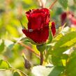 Růže parková 'Merveille des Rouges' - Rosa S 'Merveille des Rouges'