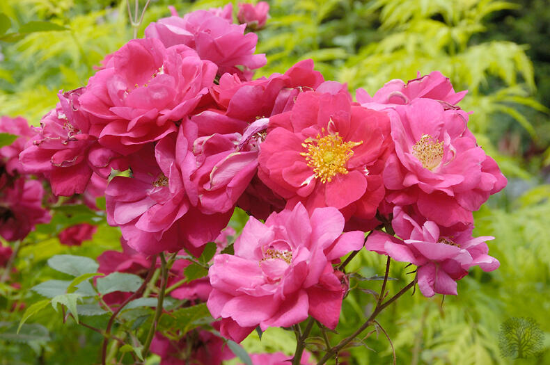 Růže pnoucí 'Henry Kelsey' - Rosa PN 'Henry Kelsey'