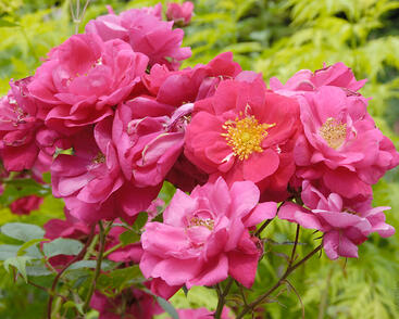 Růže pnoucí 'Henry Kelsey'