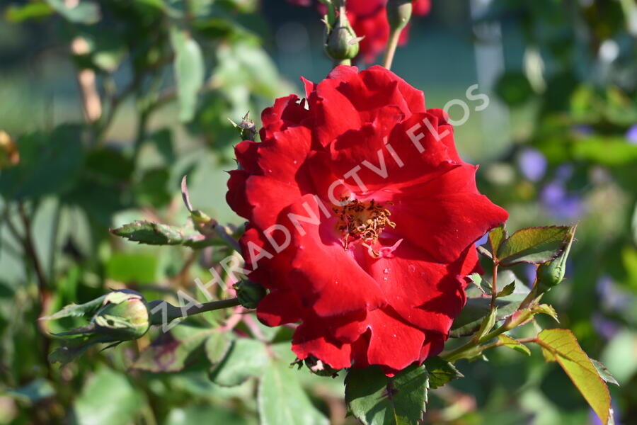 Růže parková 'Champlain' - Rosa S 'Champlain'