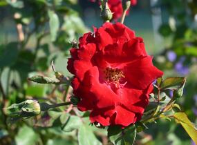 Růže parková 'Champlain' - Rosa S 'Champlain'