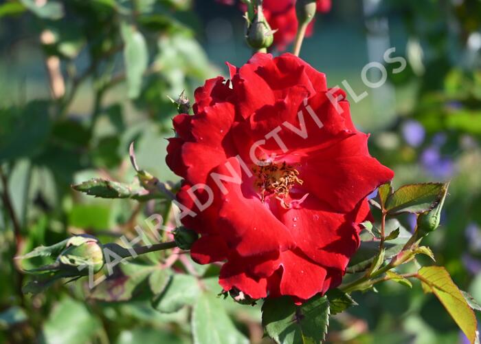 Růže parková 'Champlain' - Rosa S 'Champlain'