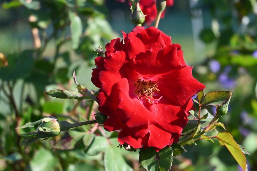 Růže parková 'Champlain' - Rosa S 'Champlain'