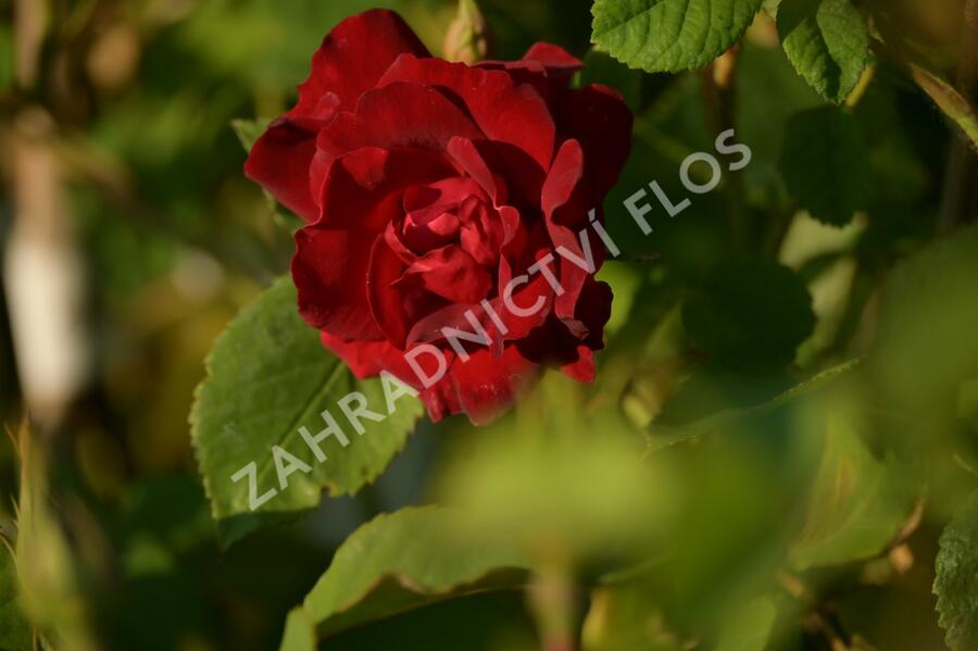 Růže parková 'Champlain' - Rosa S 'Champlain'