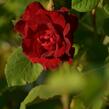 Růže parková 'Champlain' - Rosa S 'Champlain'