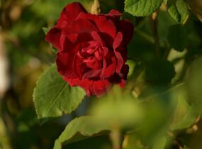 Růže parková 'Champlain' - Rosa S 'Champlain'