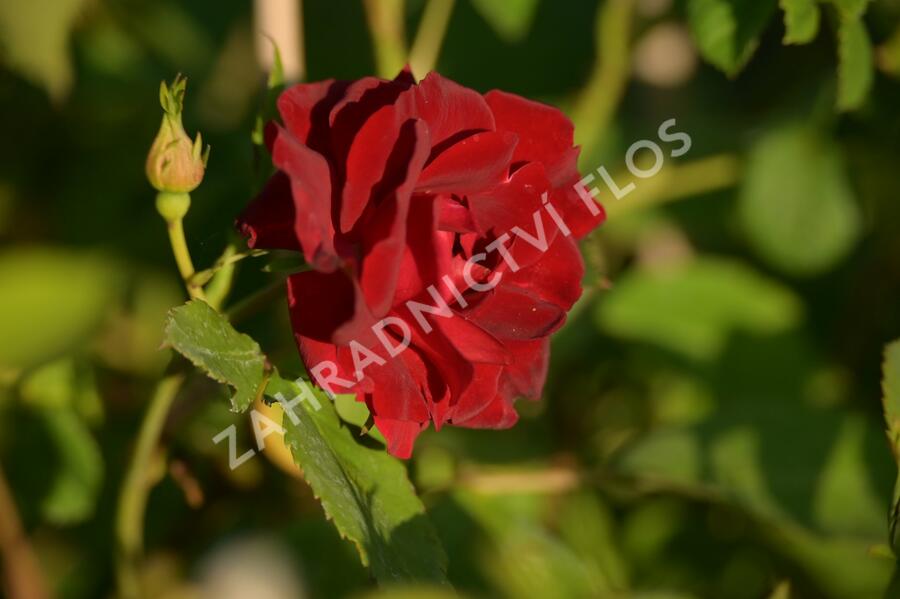 Růže parková 'Champlain' - Rosa S 'Champlain'