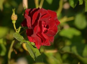 Růže parková 'Champlain' - Rosa S 'Champlain'