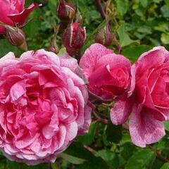 Růže parková 'Morden Ruby' - Rosa S 'Morden Ruby'