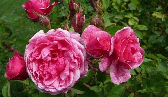 Růže parková 'Morden Ruby' - Rosa S 'Morden Ruby'