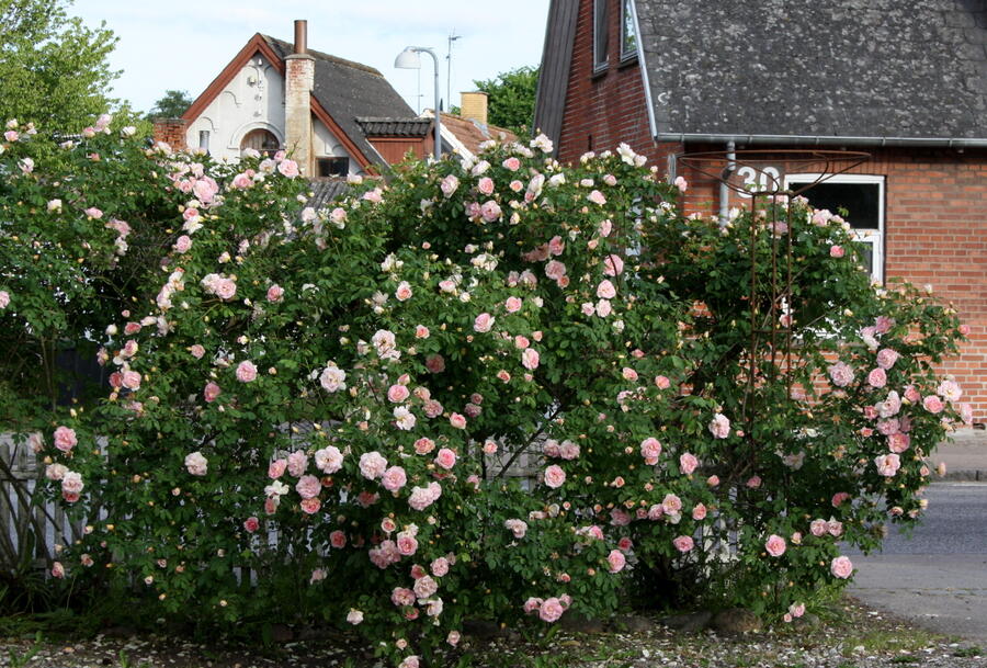 Růže parková 'Frühlingsduft' - Rosa S 'Frühlingsduft'