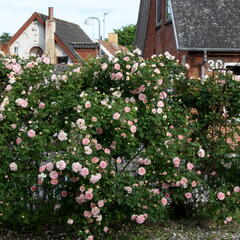 Růže parková 'Frühlingsduft' - Rosa S 'Frühlingsduft'