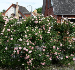 Růže parková 'Frühlingsduft' - Rosa S 'Frühlingsduft'