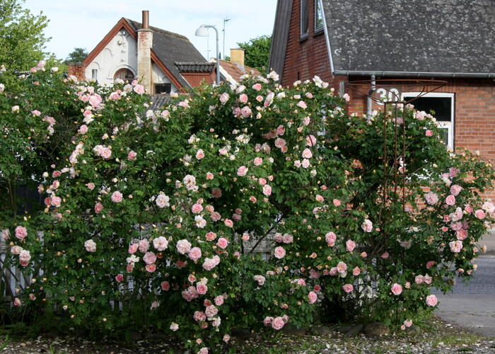 Růže parková 'Frühlingsduft' - Rosa S 'Frühlingsduft'